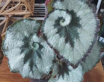 Begonia escargot 4" potted plant *(ALL plants require you to purchase any 2 plants)*