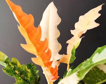 Philodendron Ring of Fire starter plant (ALL STARTER PLANTS require you to purchase 2 plants!)