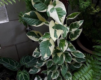 Pothos N joy 4" potted plant *(ALL starter plants require you to purchase any 2 plants)*