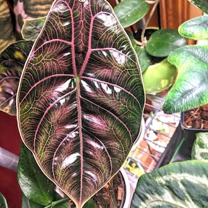 Alocasia Pink Azlanii - Etsy