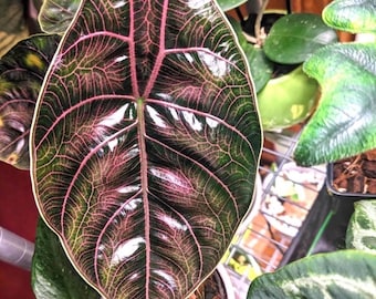 Alocasia Azlanii Red mambo starter plant **(ALL plants require you to purchase ANY 2 plants!)**