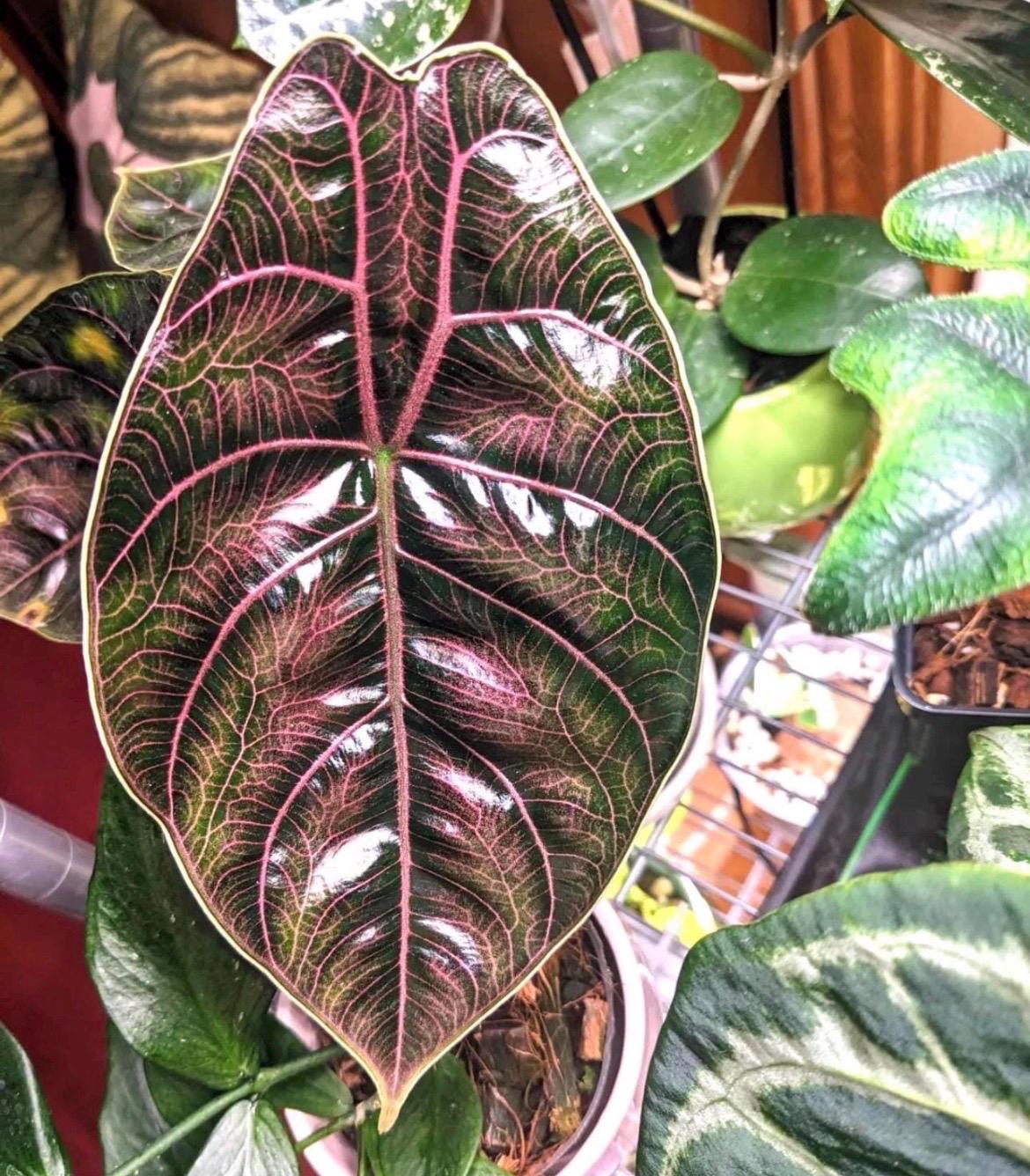 Alocasia Pink Azlanii - Etsy