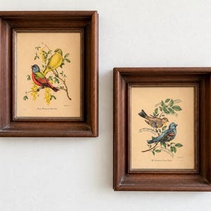 May include: Two framed prints featuring bird illustrations in dark brown wooden frames. The left print shows a yellow bird and a red-breasted bird on a branch. The right print displays two birds with blue and brown plumage perched on a leafy branch.
