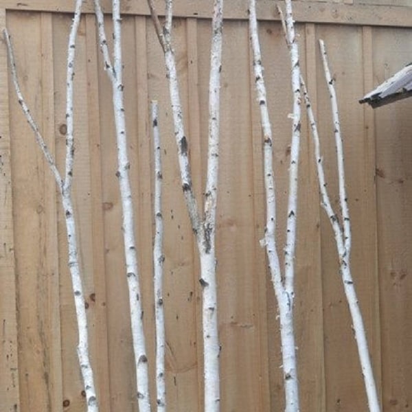 Birch Forked Poles (One Pole)