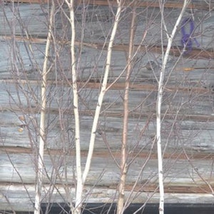Birch Tree/Branches for Decor ( not to plant)  ONE tree 4ft to 7ft