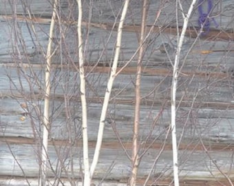 Birch Trees/branches for Decor Not to Plant Bundle of Two Trees 4ft to 8ft  