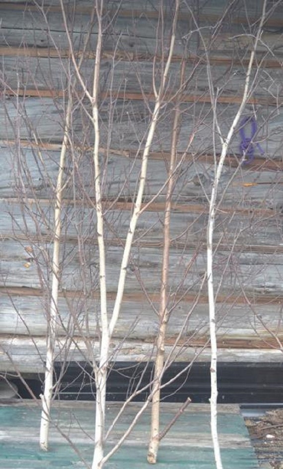Four Thick White Birch Poles 7 ft - Northern Boughs