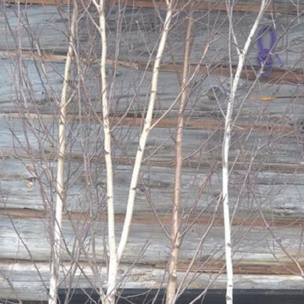 Birch Tree/Branches for Decor ( not to plant)  ONE tree 4ft to 7ft