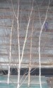 Birch Trees for Decor ( not to plant) bundle of Two trees 4ft to 8ft 