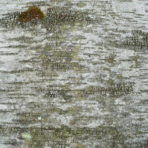 Birch Bark Sheets Real Natural Birch Bark