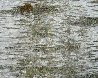 Birch Bark Sheets Real Natural Birch Bark