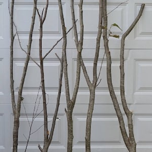 Alder Forked Limbs    5-  5&#39; to 6&#39; tall
