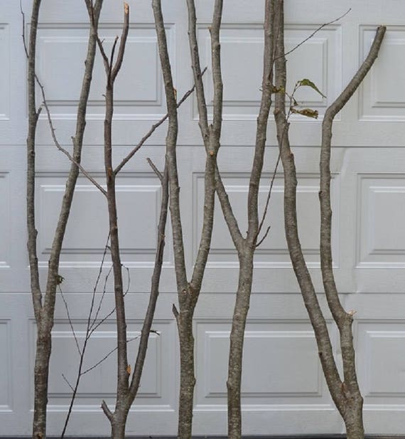 Birch Branches/ Twigs 25- 3' to 4 ft tall – Spirit of the Woods, Inc