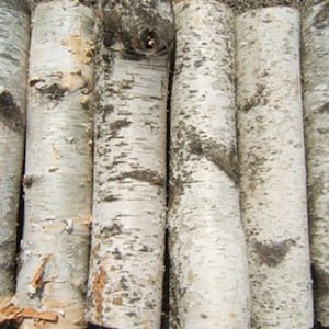 Birch Fire Place Logs Six 2&quot; to 3&quot; diameter x 16&quot; to 17&quot; long
