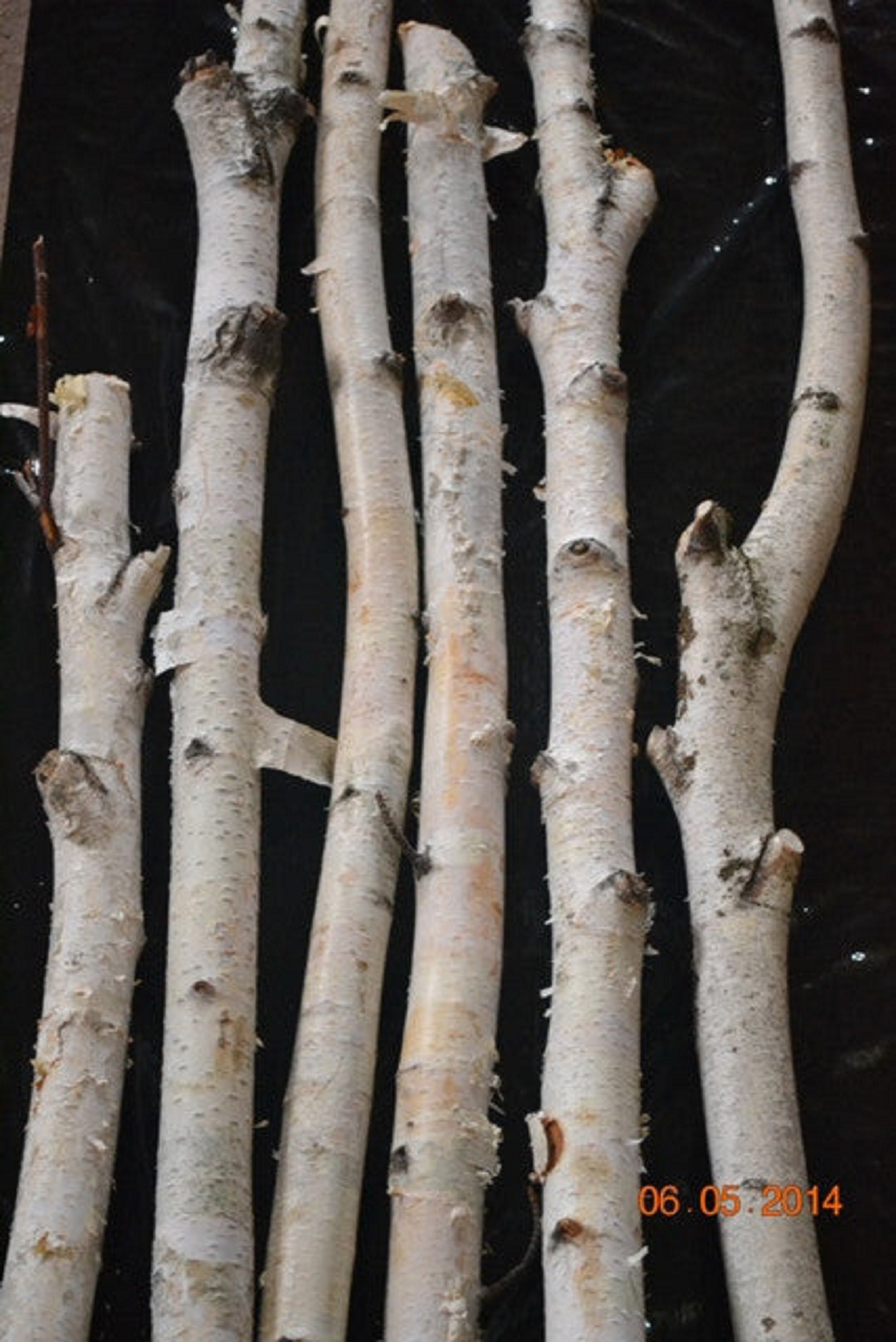 Birch Trees/branches for Decor Not to Plant Bundle of Two Trees 4ft to 8ft  