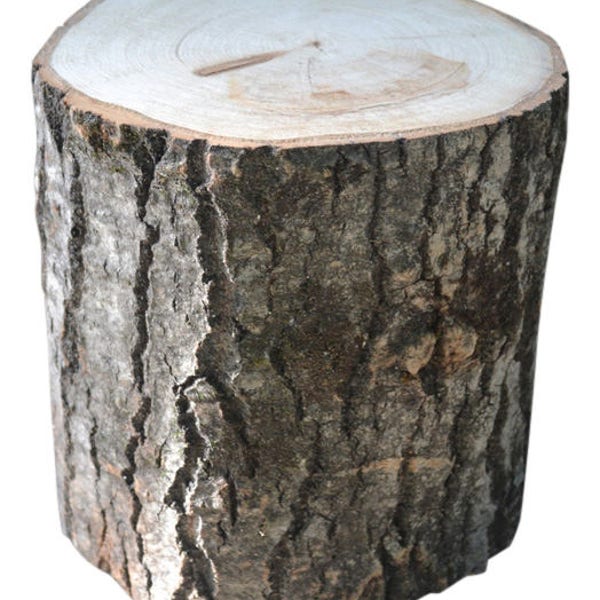 Aspen Tree Stump Large 10" to 12" Diameter x 4" to 36" Tall