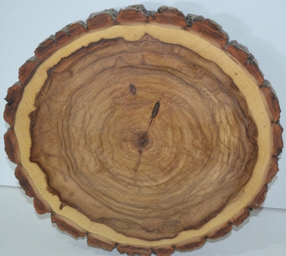 Log/Tree Round/Slice "Balm of Gilead"  24" to 28" Plus diameter x 2" Thick Sanded No Finish