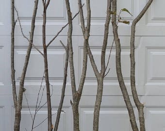 Alder Forked Limbs    5-  3&#39; to 4&#39; tall