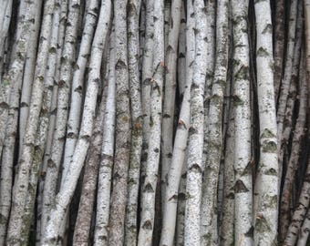 Birch Logs/Poles ( Four ) 1 1/2&quot; to 2 1/2&quot; D x 4 ft to 7 Ft