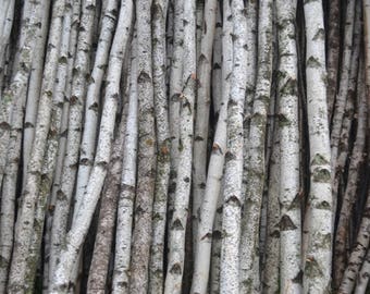 Birch Logs/Poles ( Four ) 1 1/2" to 2 1/2" D x 4 ft to 7 Ft