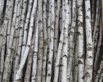 2 Medium Poles 5' Long 4 Thick White Birch Poles 6' 