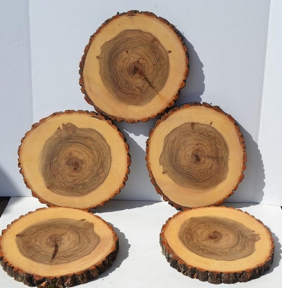 Five Kiln Dried 9 to 10 diameter x 1 thick Wood Slices, Wood Rounds, Wood  Slabs, Tree Slices, Wedding centerpieces, Woodland decor.