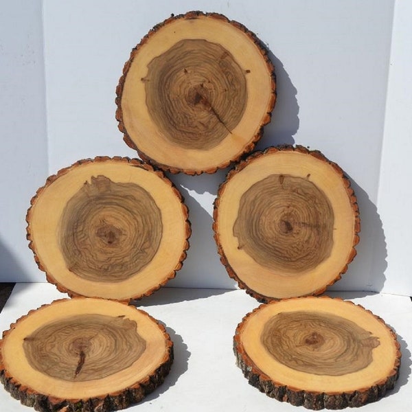 Balm of Gilead Log/Tree Round Slices  (Five & 8 Packs) 9" to 10" diameter x 1" thick With Hand Rubbed Oil Finish