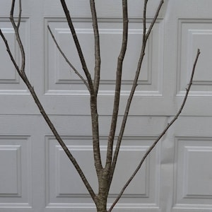 Alder Multi Forked Limbs  3&#39; to 4&#39; tall