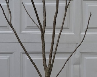 Alder Multi Forked Limbs  5&#39; to 6&#39; tall