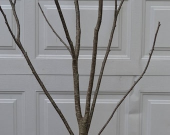 Alder Multi Forked Limbs  3' to 4' tall