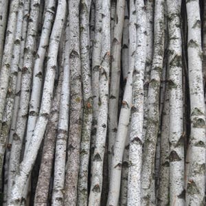 White Birch Poles/Logs 1" to 1 1/2" D x 4 ft to 7 ft long