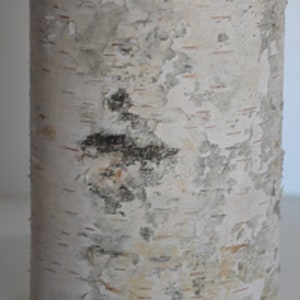 White Birch Pillars-(Set of Five) 2 1/2&quot; to 3 1/2&quot; Diameter 2&quot; to 8&quot; Tall