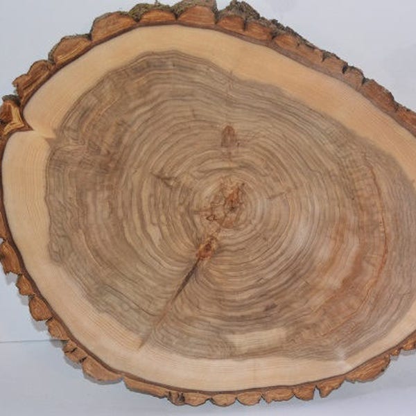 Bûche/Arbre rond/tranche « Baume de Galaad » 11 1/2 po. à 13 po. x 1 1/2 po. à 1/3/4 po. d'épaisseur une tranche