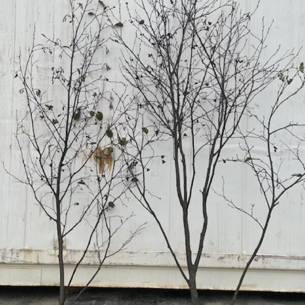 Alder Trees for Decor ( not to plant) bundle of Two trees 4ft to 8ft