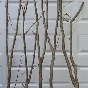 Alder Forked Poles ( One Pole )