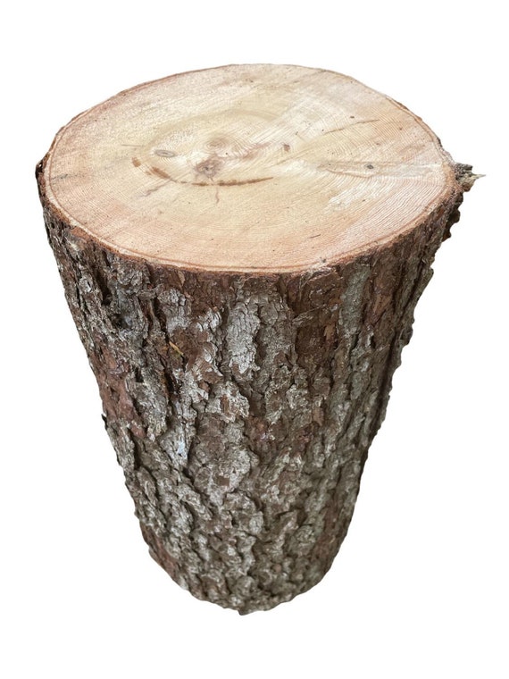 Spruce Tree Stump Large 8" to 10" Diameter x 4" to 36" Tall