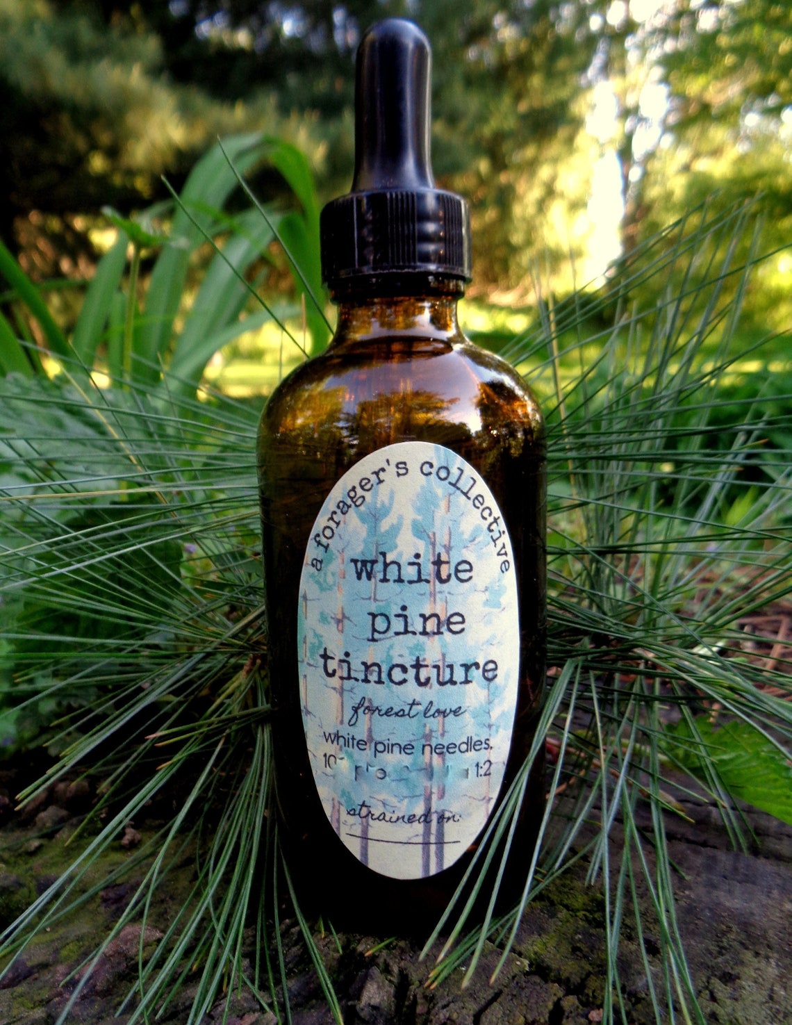 White Pine Tincture 4 OZ SIZE / White Pine Needle Tincture / Etsy