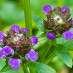herbal face serum , plant based skincare , facial oil