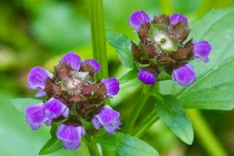 herbal face serum , plant based skincare , facial oil