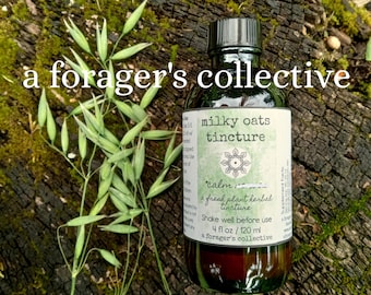 May include: A dark amber glass bottle of milky oats tincture with a black cap and a white label featuring the text a forager's collective, milky oats tincture, and 4 fl oz / 120 ml, positioned next to a green oat plant stalk.