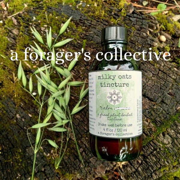 milky oats tincture , oat extract , avena sativa , high latex quality , aforagerscollective