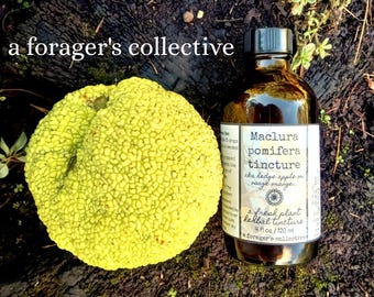 maclura pomifera tincture , osage orange extract , hedge apple