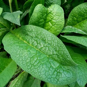 herbal face serum , plant based skincare , facial oil