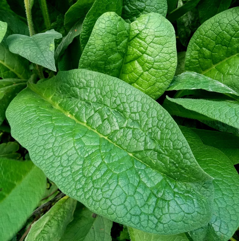 herbal face serum , plant based skincare , facial oil