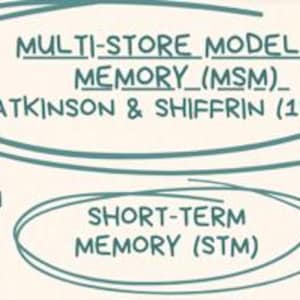 May include: A teal-colored educational diagram on a light background illustrating the Multi-Store Model of Memory (MSM) by Atkinson & Shiffrin (1968). The text includes labels for Attention, Short-Term Memory (STM), and Maintenance Rehearsal.