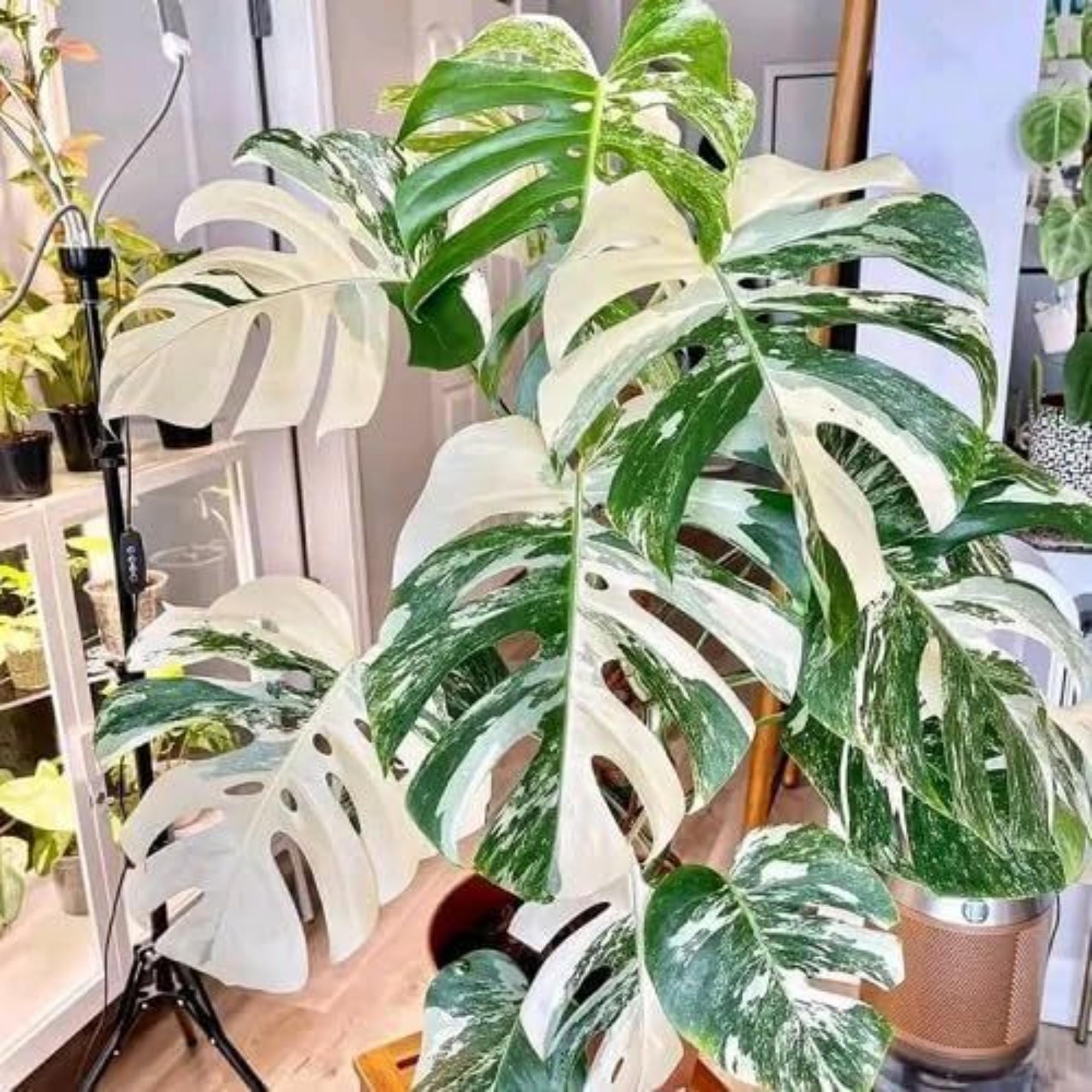 plant artwork Hanging Plant Art Print – LINH T VO main image 1