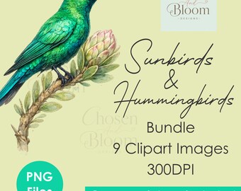 9 Sunbirds & Hummingbirds Watercolor Clipart Bundle | Exotic Bird Illustrations | Commercial Use