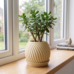 Puede incluir: Una planta de jade con hojas verdes gruesas y ovaladas y tallos leñosos plantada en una maceta redonda de color crema. La maceta presenta un patrón texturizado de espiral diagonal y se asienta sobre un plato circular a juego.