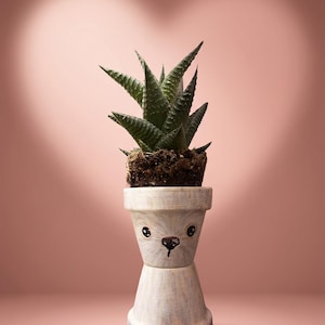 Peut inclure: Une petite plante succulente dans un pot blanc en forme d'ours. Le pot a un visage peint avec des yeux noirs et un nez brun. La plante a des feuilles pointues vert foncé. Le fond est rose clair avec une lumière en forme de cœur.