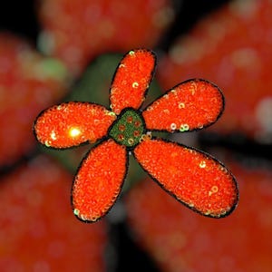 Puede incluir: Primer plano de una flor decorativa con cinco p&eacute;talos naranjas con lentejuelas. El centro es verde con peque&ntilde;os detalles redondos de color dorado. Los p&eacute;talos est&aacute;n delineados en negro y el fondo est&aacute; borroso.
